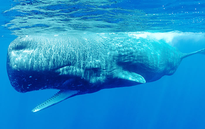 マッコウクジラの歯 鯨歯 マッコウ鯨の歯 鯨歯 マッコウクジラの歯