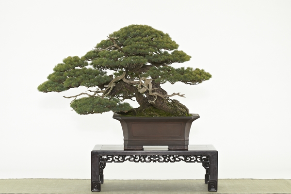 世界最高峰の盆栽展「第89回国風盆栽展」2月5日から-みんなの趣味の園芸