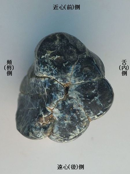 エクセルシオール パラドクサ！標本！ 【公式通販】