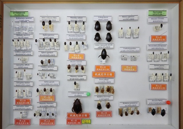 倉敷昆虫館 | 標本の紹介，岡山，コガタノゲンゴロウ