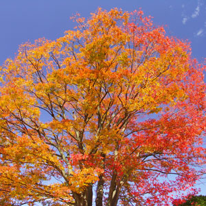 欅（ケヤキ、けやき）