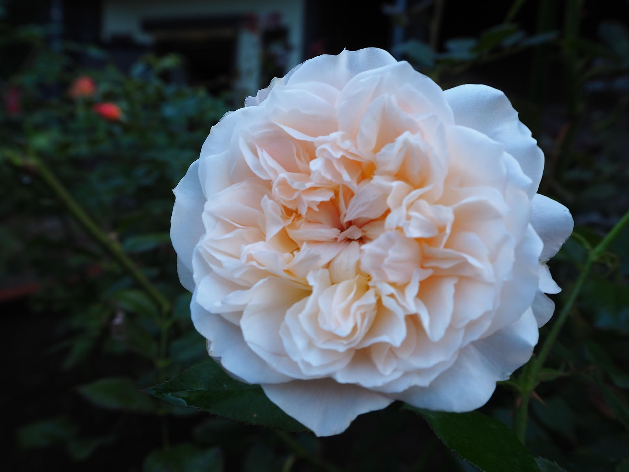 メアリーマグダレン アンゴラローズコサージュ シュガーローズ