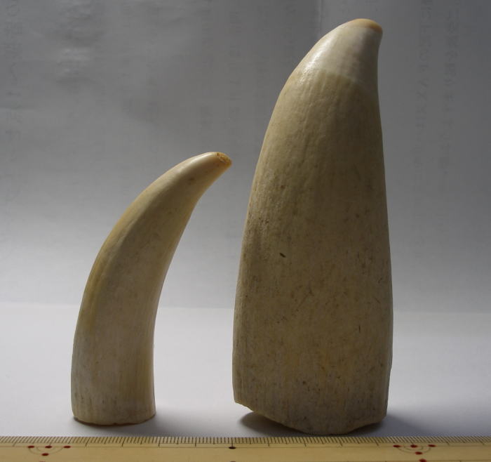 wswgr 歯 ペンギン 置物 マッコウクジラ 蔵出し wswgr 歯 ペンギン