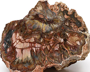 珪化木（けいかぼく） | パワーストーンウィキ