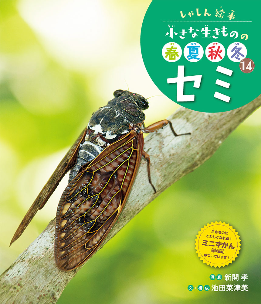 角蝉最大種】Hemikyptha marginata ツノゼミ セミ ホタ標本 セミ