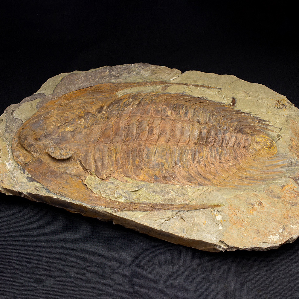 蛇体石 ミケリニア 化石 宮城県 ペルム紀 サンゴ | 茨城県化石工房
