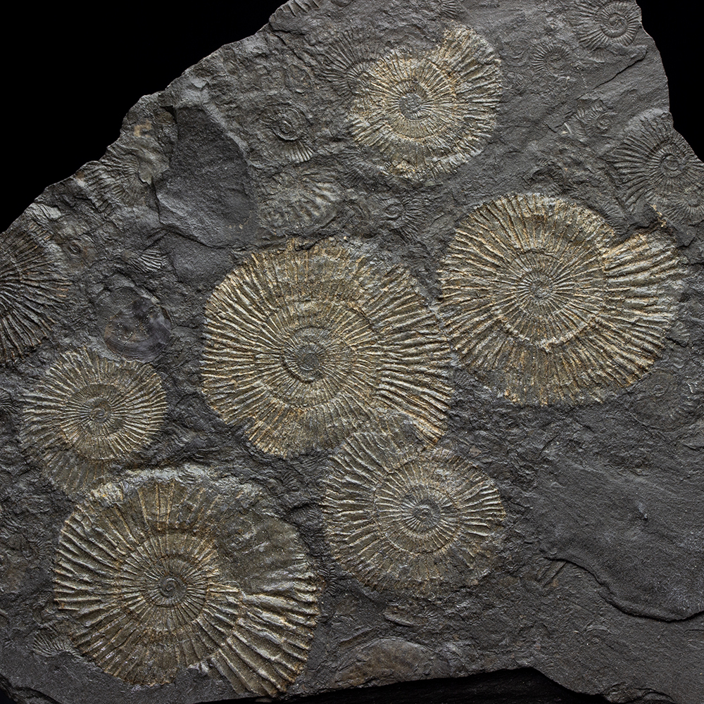 ダクチリオセラス057｜恐竜・化石グッズの専門店 ふぉっしる