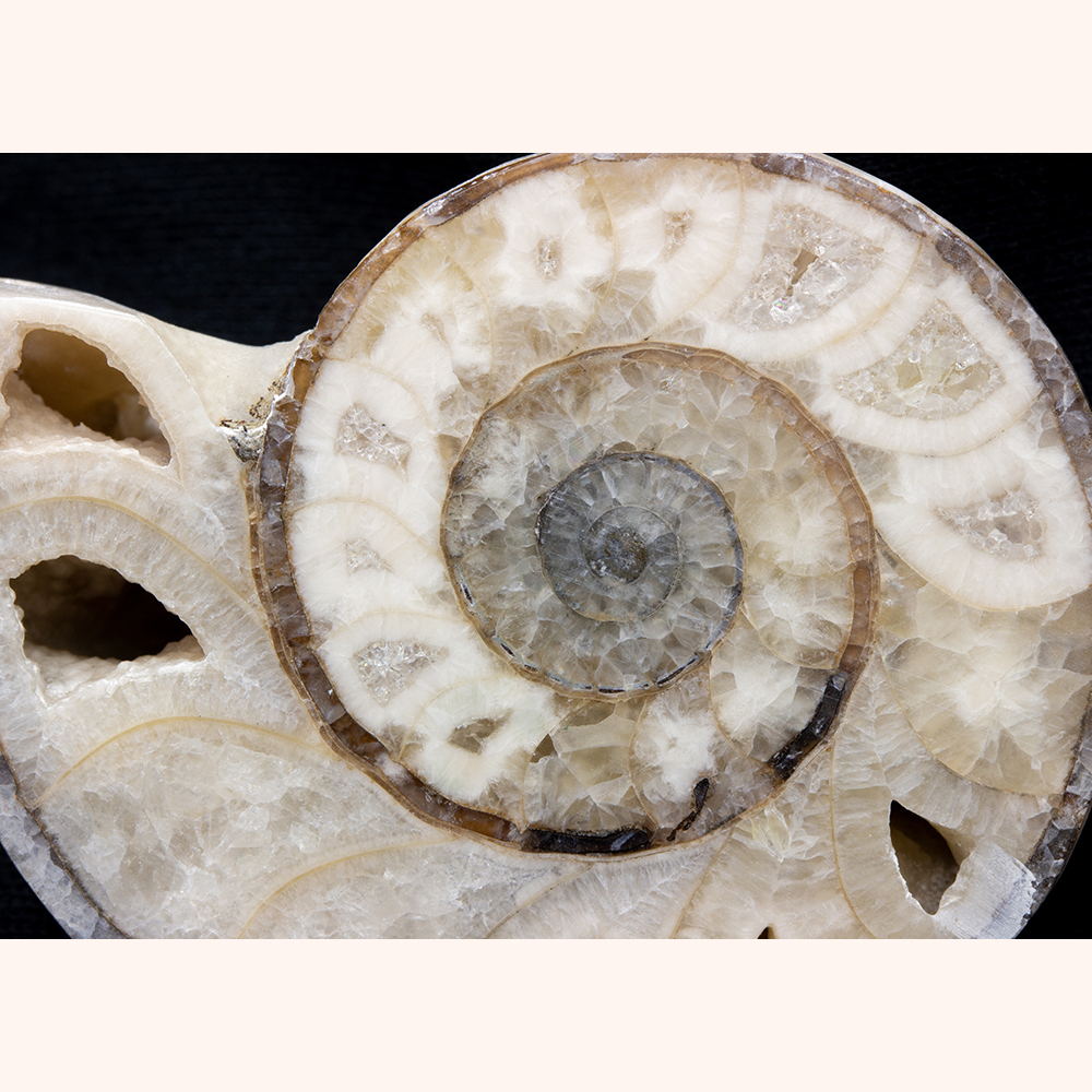 アンモナイト 鑑賞用 天然アンモナイト化石 重量3.2kg 台座付 古生物