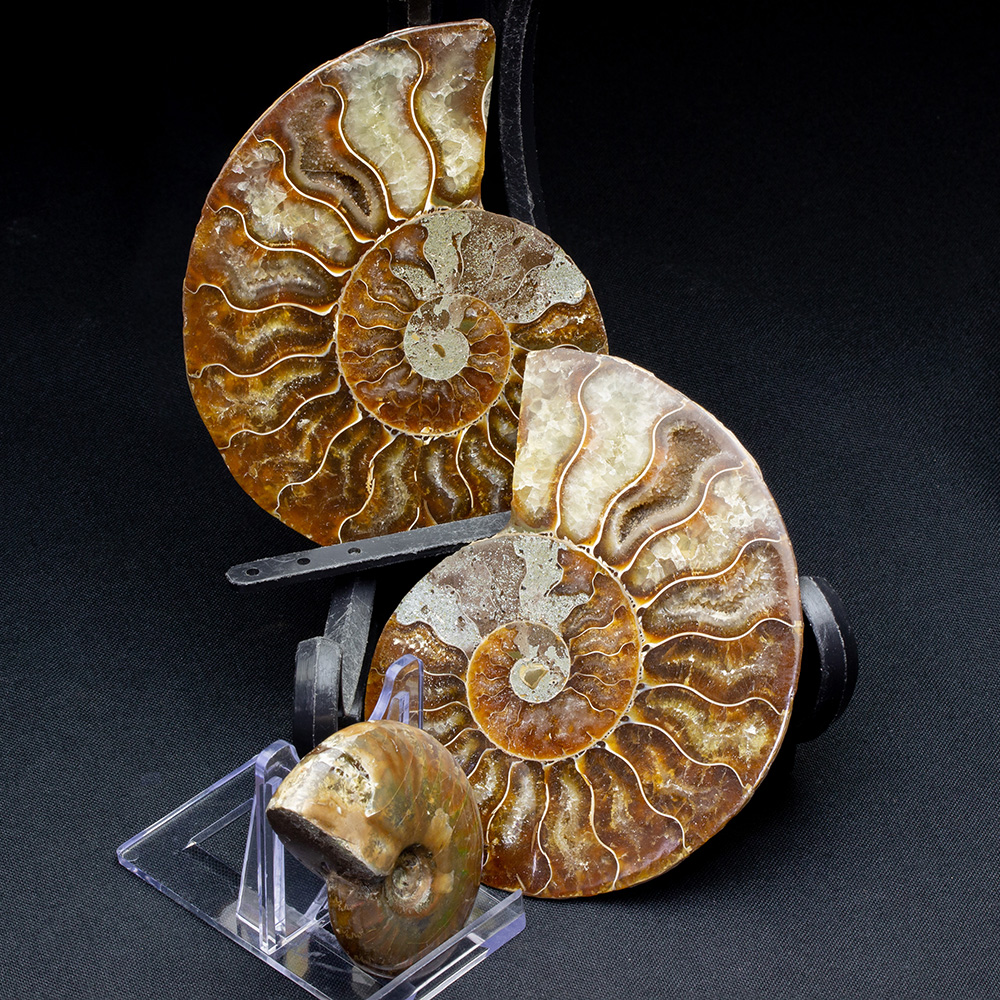 アンモナイト 特大 化石 ジュラ紀 古代 台付(YC609) アンモナイト 特大