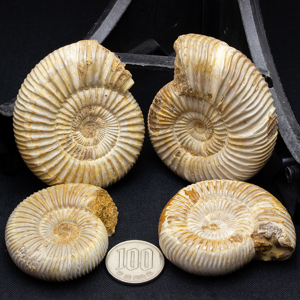 イグアノドンの化石 アンモナイトの化石 恐竜の本 3点セット