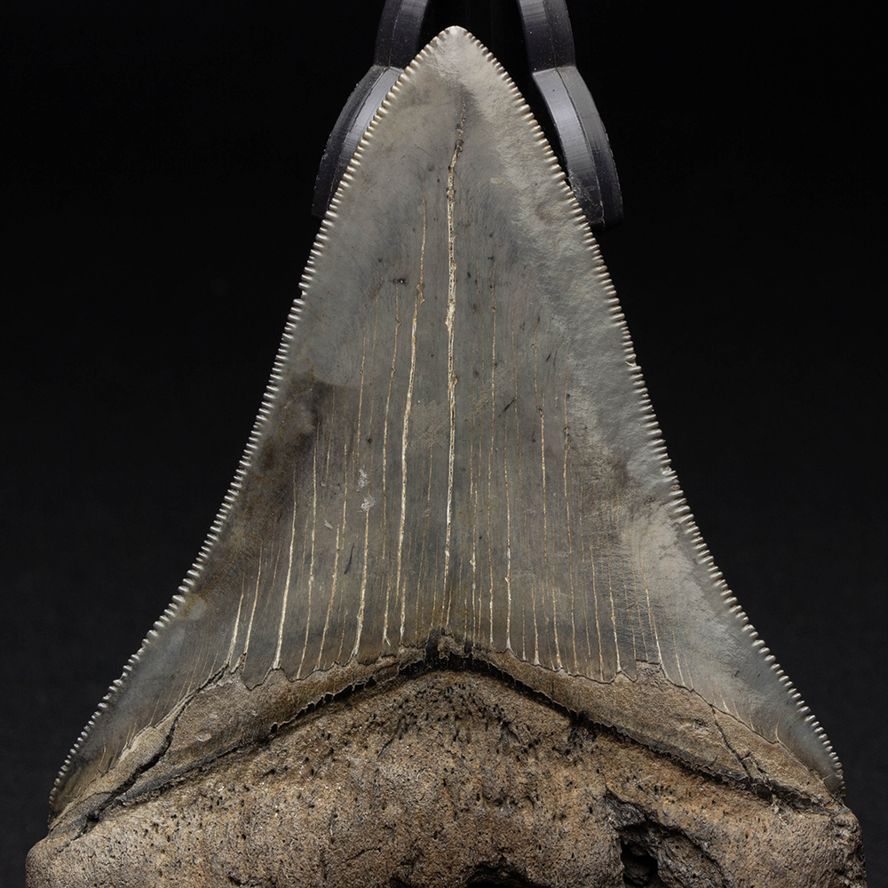 メガロドンの歯 [MG143] 超希少 【公式通販】