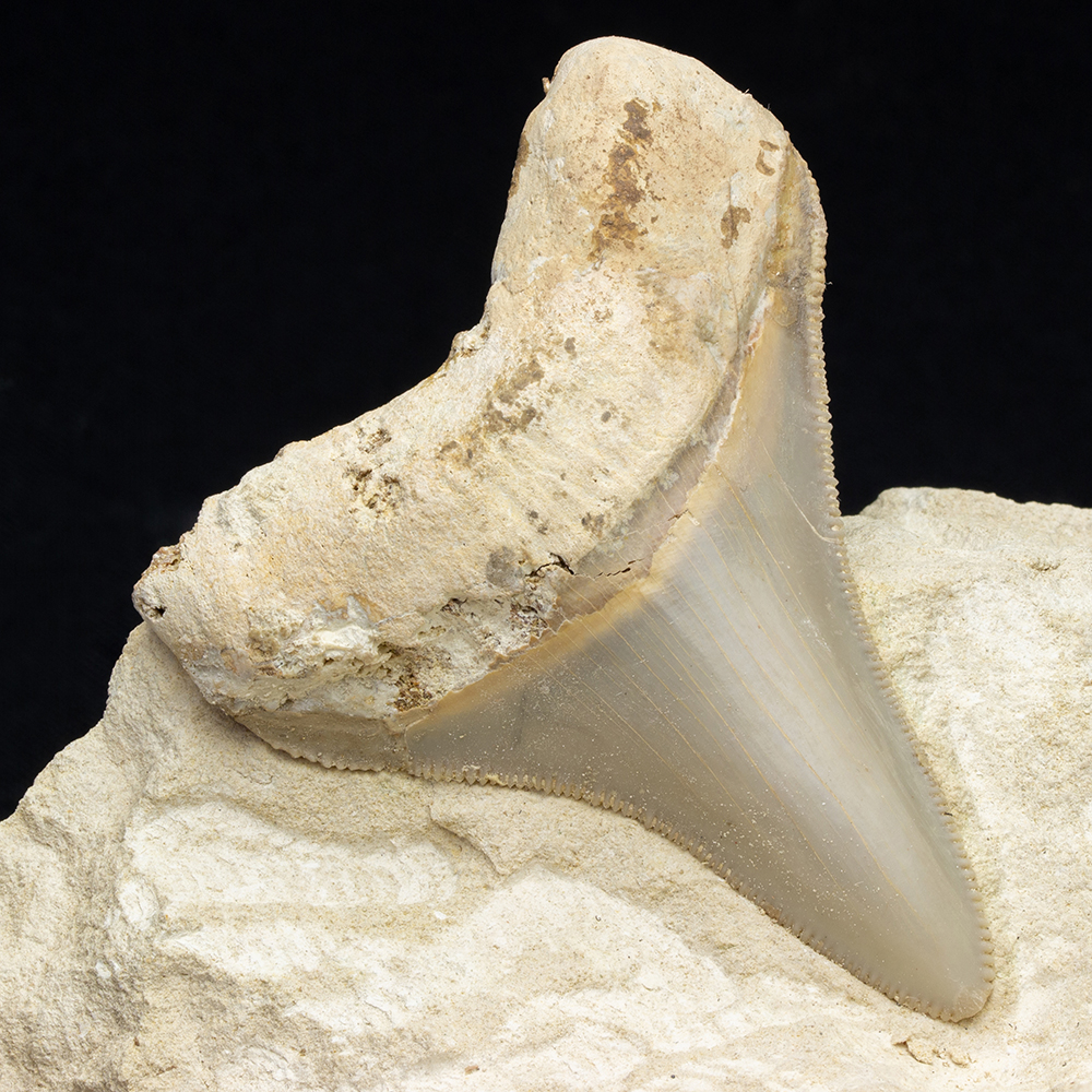 最大級 メガロドン 化石 サメの歯 423g 隕石 恐竜 爪 牙 三葉虫 骨