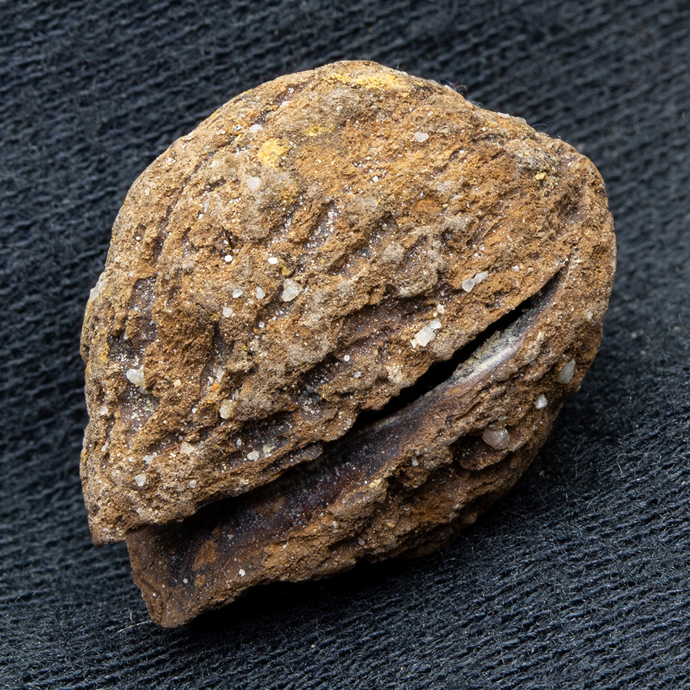 クルミ類002｜恐竜・化石グッズの専門店 ふぉっしる