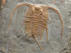 USA三葉虫エルドレドゲオスプ33mm