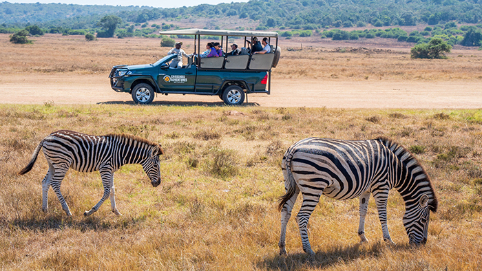 野生動物の楽園で、本場のサファリ体験 ポートエリザベス（南アフリカ