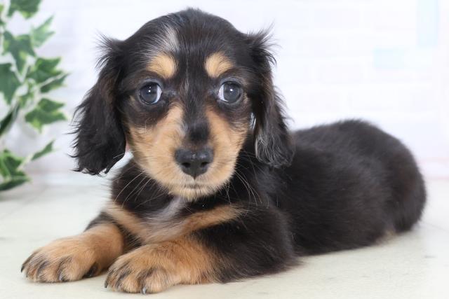 高知市(高知県)のミニチュアダックスフンド(ロング)の子犬を価格や特徴