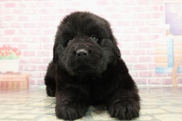 ニューファンドランド（親子）【犬】ユージン ニューファンドランド