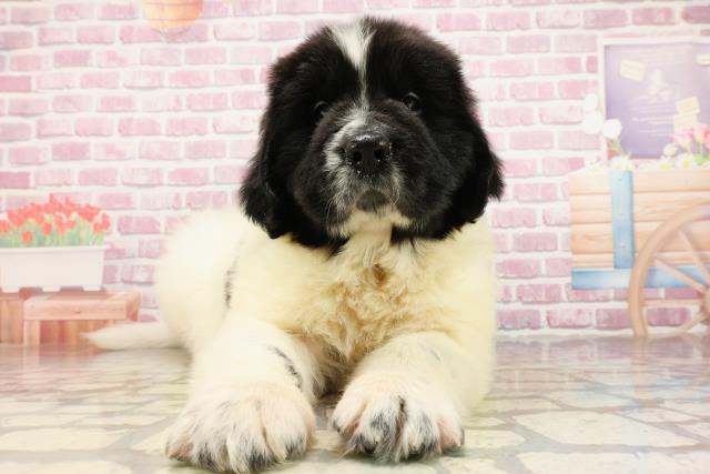 ニューファンドランド（親子）【犬】ユージン ニューファンドランド