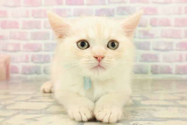 satopi様専用、幅広シュシュ、スノーフレーク(ホワイト)わんちゃん猫