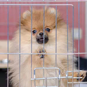 Add.Mate アドメイト 犬用サークル 2ドアパピーサークル ゲージ