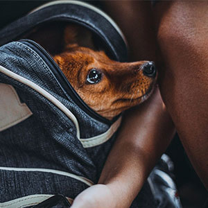 Add.Mate アドメイト hugmove ハグムー ドッグリュックキャリー M