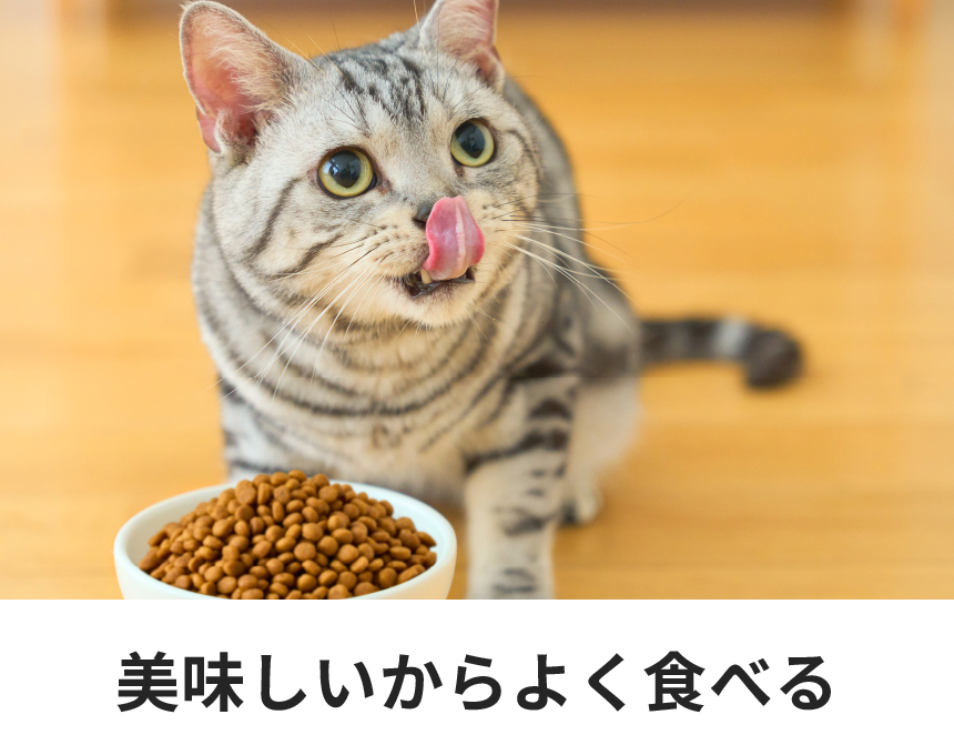 猫用ストルバイトケア スターター ＜フィッシュテイスト＞｜Dr.'s