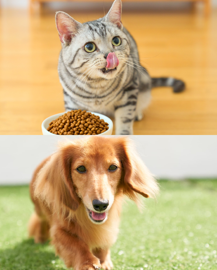 ドクターズダイエットDiet｜Dr.'s（ドクターズ）| ペットライン