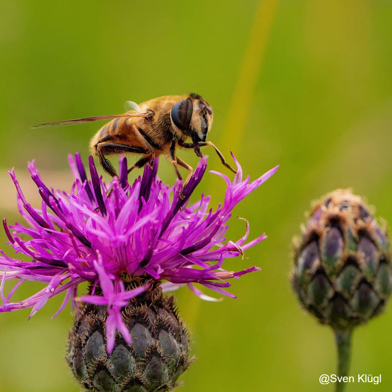 PERGEAR 60mm F2.8 MK2 2X Magnification Full-Frame Macro Lens – Pergear