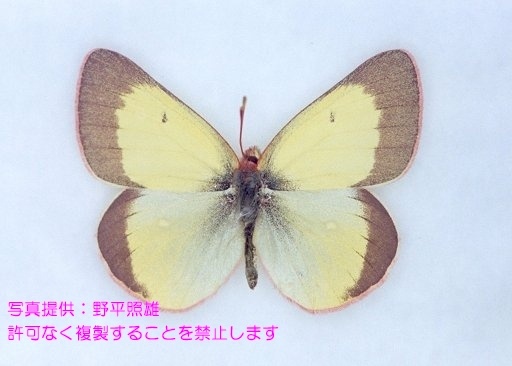 ミヤマモンキチョウ_20470 - 岐阜県公式ホームページ（環境生活政策課）