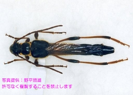 オニホソコバネカミキリ_20503 - 岐阜県公式ホームページ（環境生活