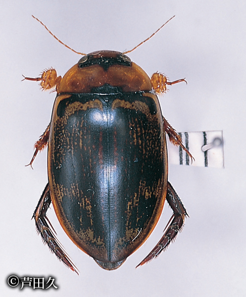 オオイチモンジシマゲンゴロウ｜京都府レッドデータブック2015