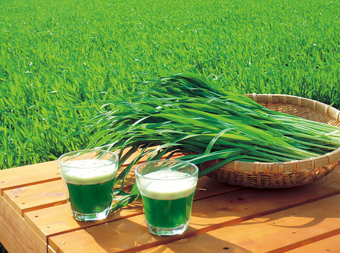 プログリーン | PROGREEN プログリーン公式サイト