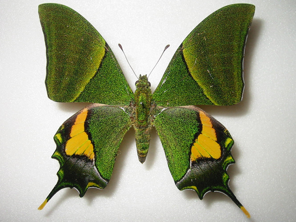 外国産蝶標本】テングアゲハ♀/タイ.ファン産/89mm Yahoo!オークション