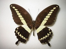 アゲハ蝶 標本 -アゲハ2-