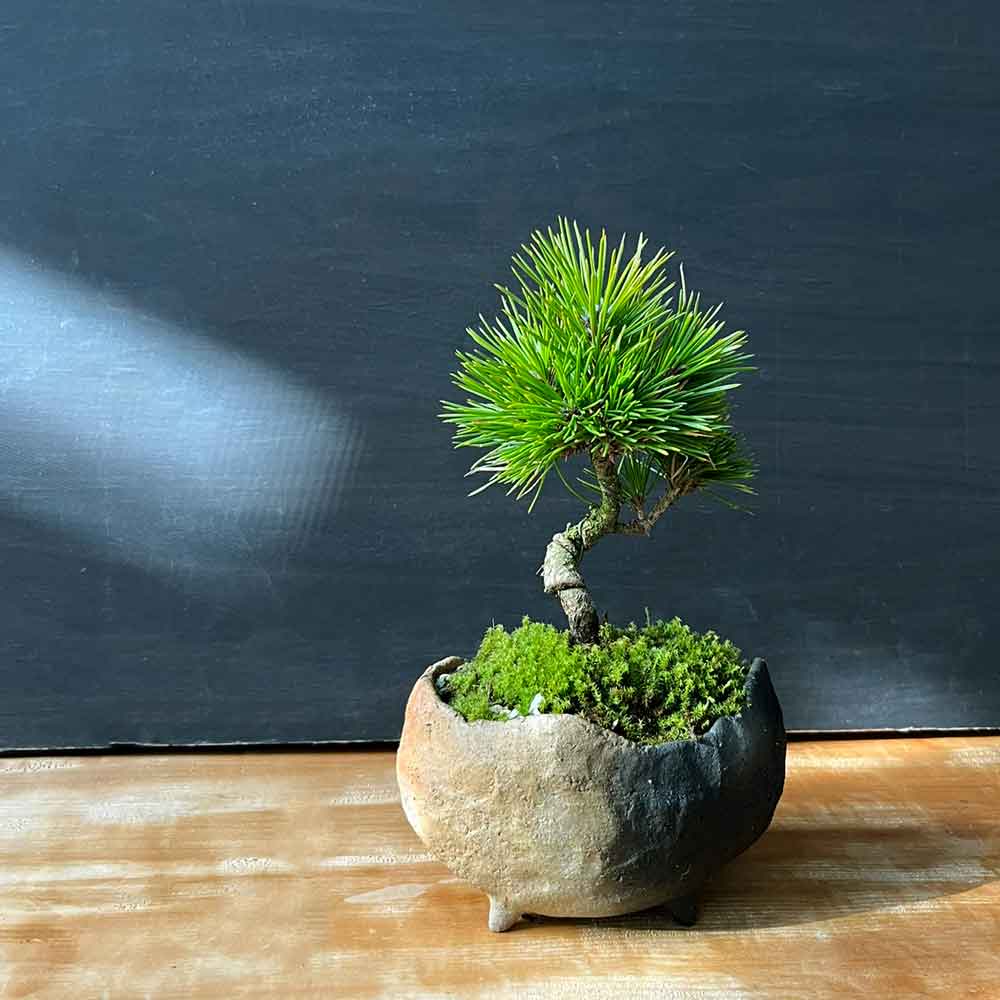 紫砂鉢 楕円花弁形鉢 盆栽鉢 植木鉢 小品盆栽鉢 大品盆栽鉢