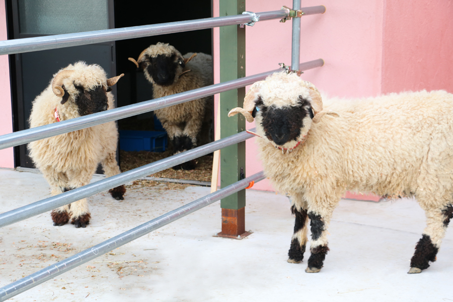 世界一かわいい‼ひつじがやってきた | News | ローザンベリー多和田