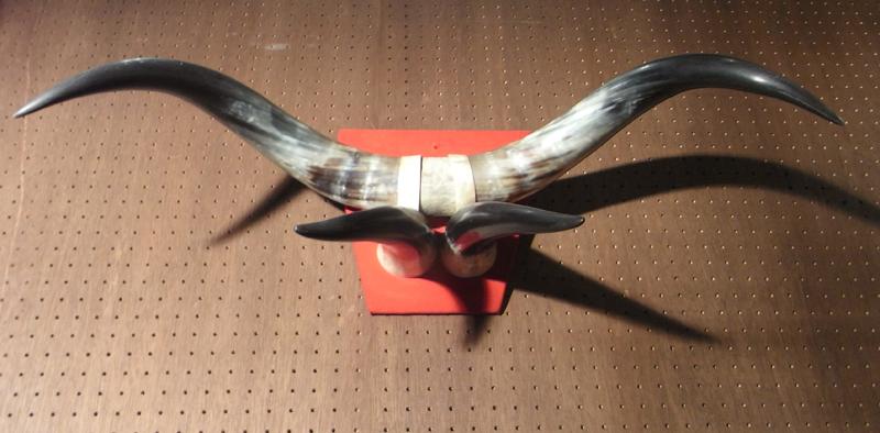 牛の角オーナメント、水牛ツノ壁掛け BCM 0062