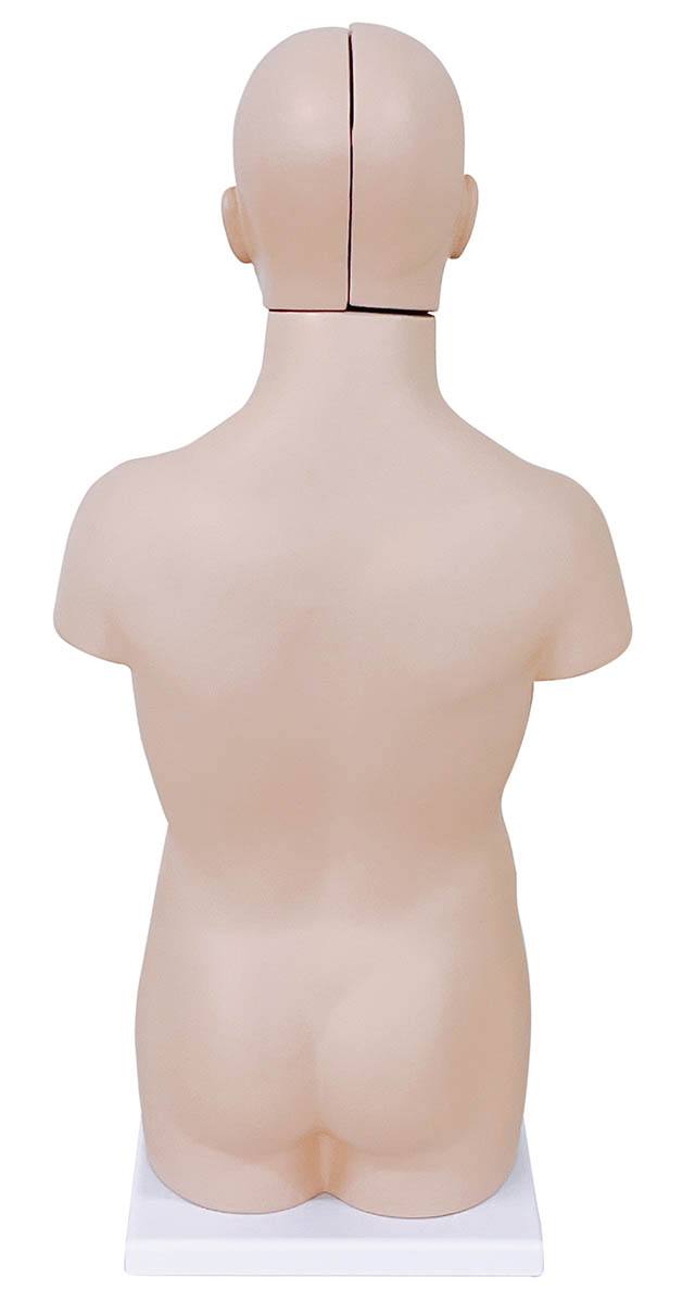 人体解剖模型（トルソー型） KIS－12【りかなび】ケニス株式会社