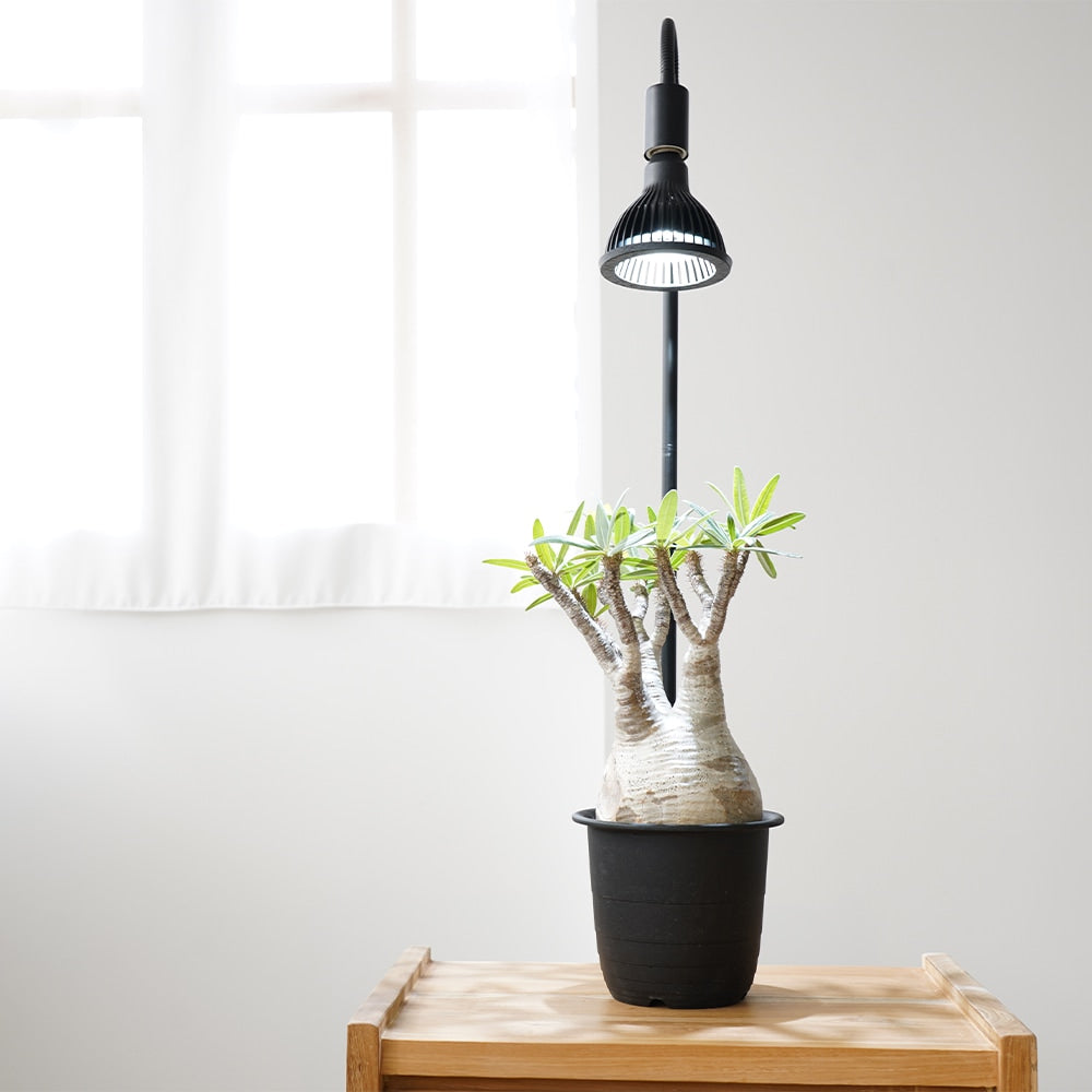 ネオアマテラス-20W（植物育成ライト / 電球タイプ） – WABARA online