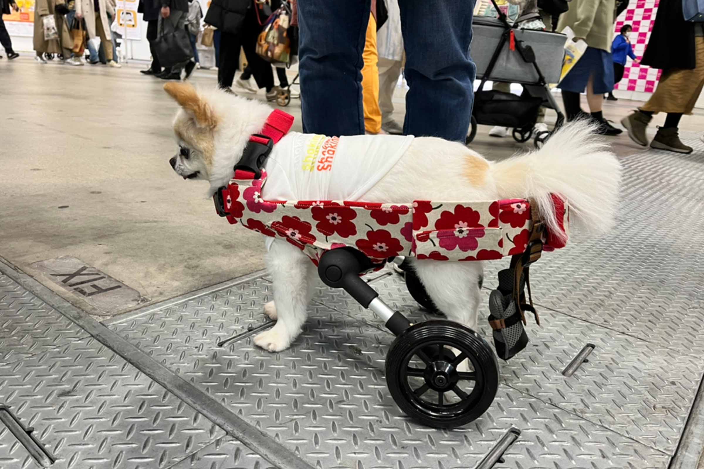 wancoro公式オンラインストア | 全く新しい犬用の着る歩行サポートカート