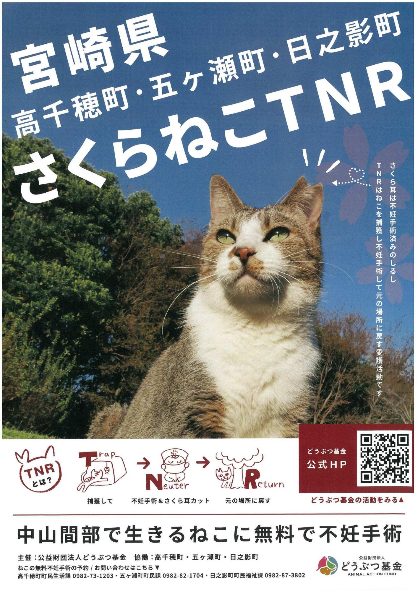 どうぶつ基金 さくらねこ無料不妊手術事業（行政枠）について／五ヶ瀬町