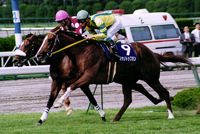 忘れえぬ名馬vol.2 マヤノトップガン ～人馬一体～｜WEBスポーツ新聞と