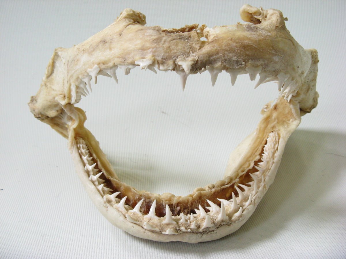 TOKO-BEADS |AB301-17 サメの顎（マコシャーク） 320mm