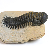 大型のCrotalocephalina gibbus 化石 三葉虫 三葉虫（Crotalocephalina