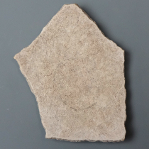 エピオルニスの卵殻（Aepyornis）｜化石販売・鉱物販売の東京サイエンス