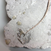 ウミユリの化石（Arthroacantha）｜化石販売・鉱物販売の東京サイエンス