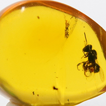 虫入り琥珀（Insects in Amber）｜化石販売・鉱物販売の東京サイエンス