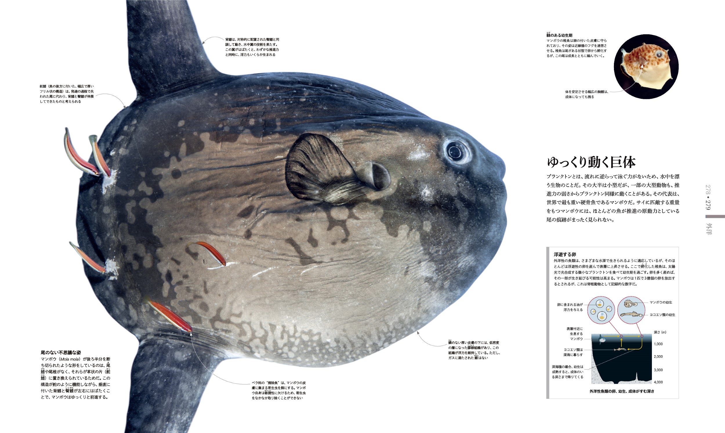 東京書籍】 一般書籍 自然科学 OCEAN LIFE 図鑑 海の生物