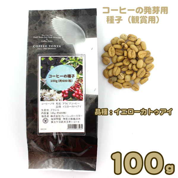 ブラジル産 コーヒーの発芽用種子 観賞用 100g（約600粒）品種