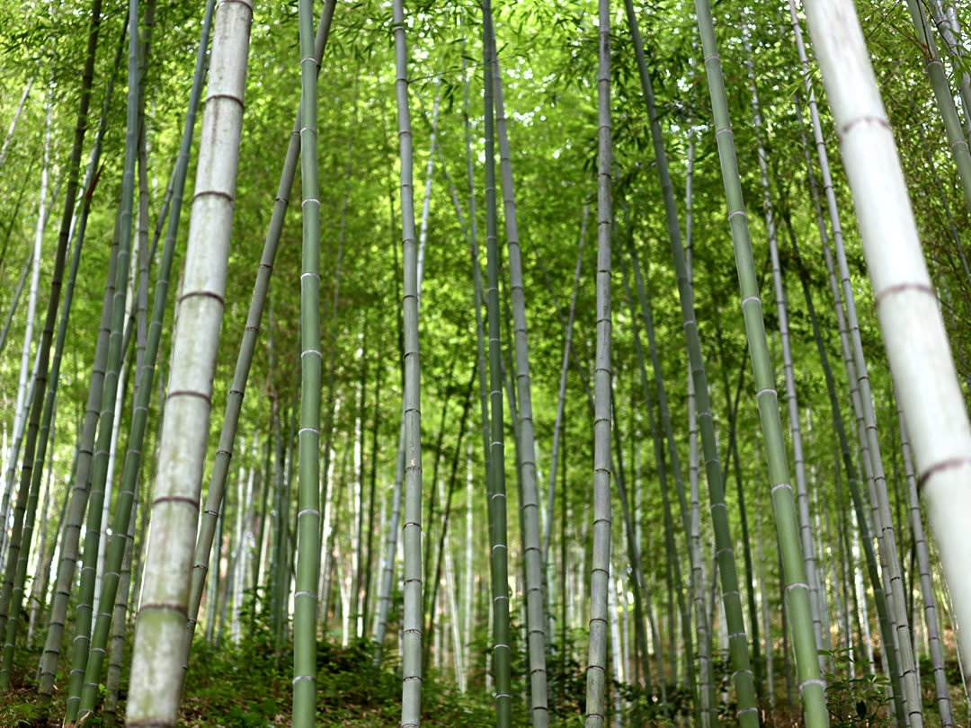 風のとおる竹林 - 竹虎四代目がゆく！